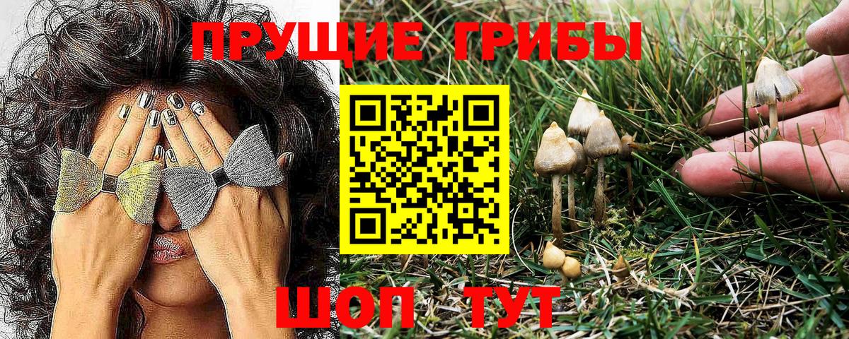 Галлюциногенные грибы Cubensis Коммунар